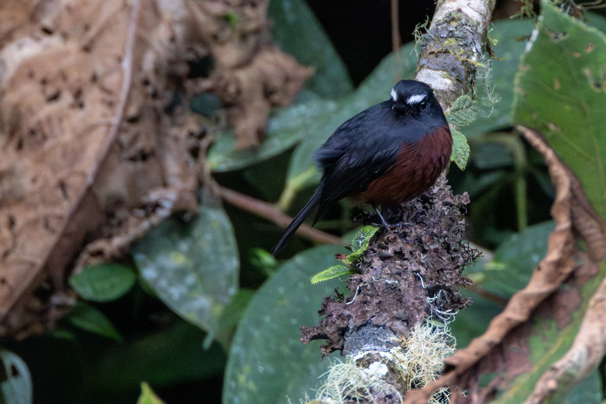 Chestnut-bellied Chat-Tyrant - ML646718599