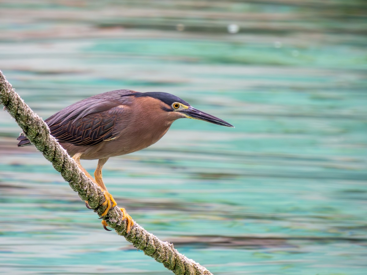 Little Heron - ML646718600