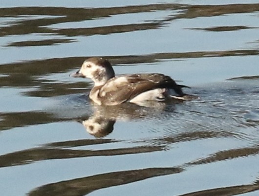 ברווז קרח - ML646718602