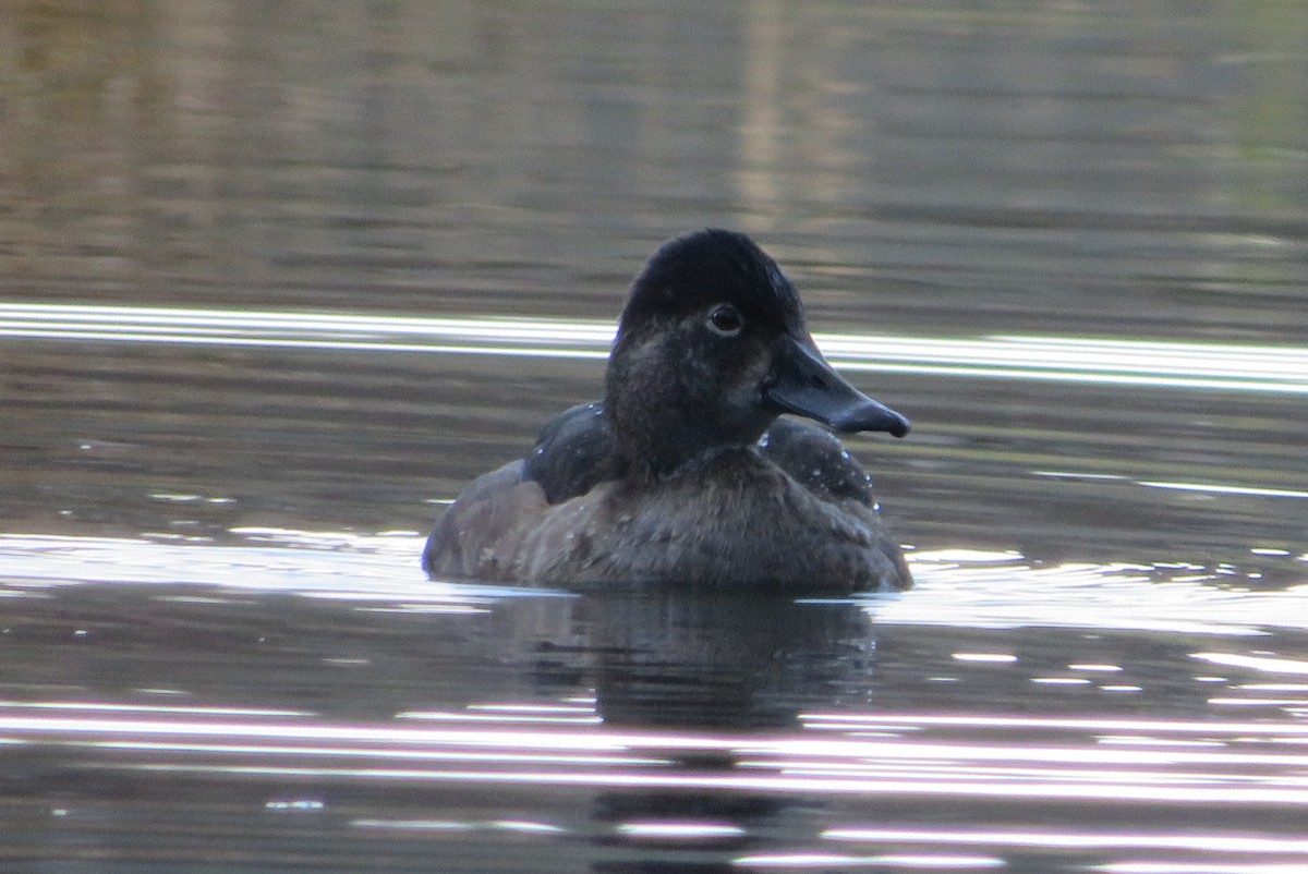 polák proužkozobý - ML646718603