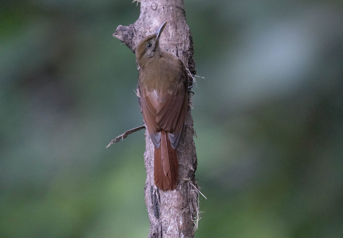 Грімпар сірощокий - ML646718604