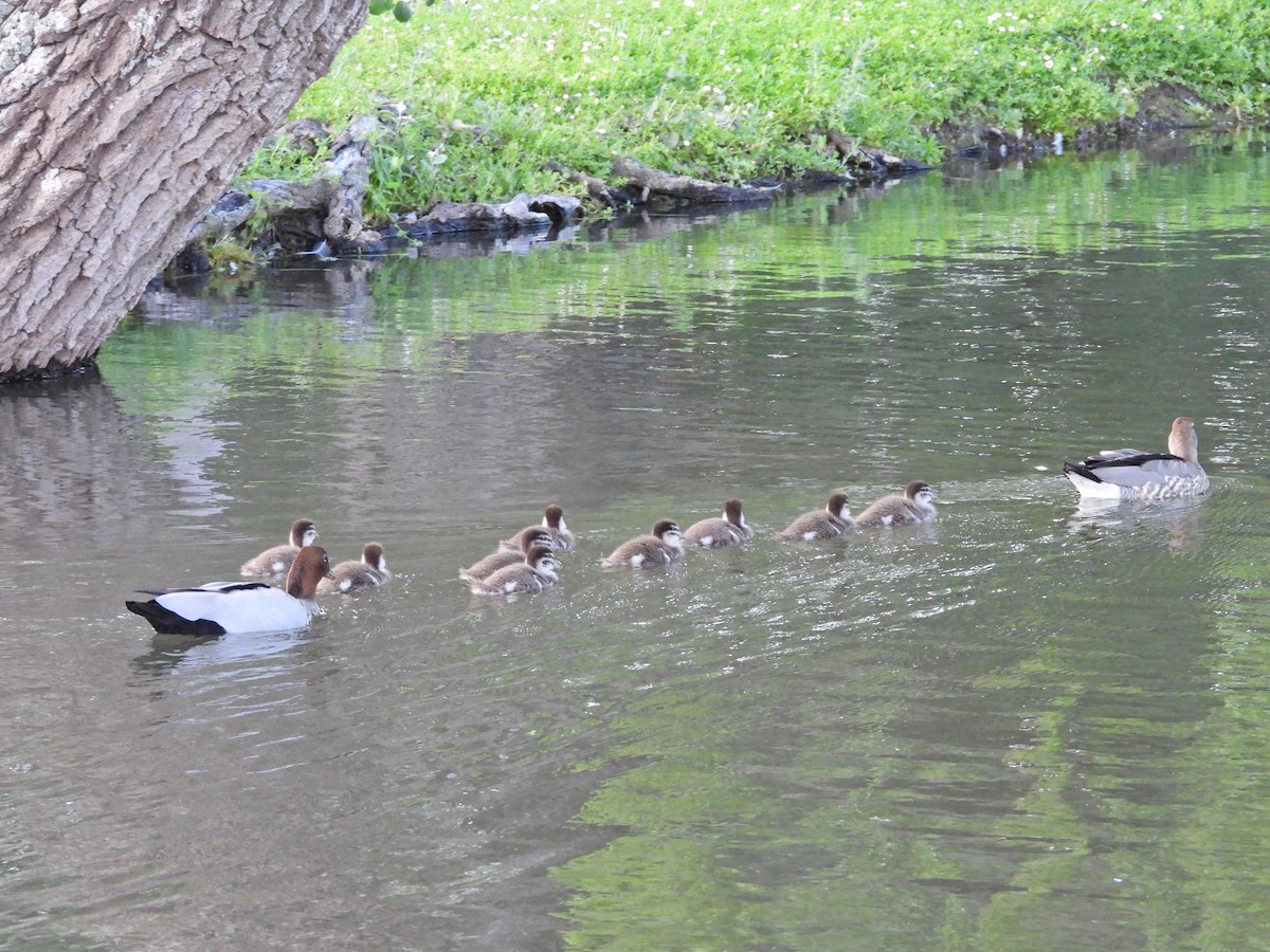 Mähnenente - ML646718606