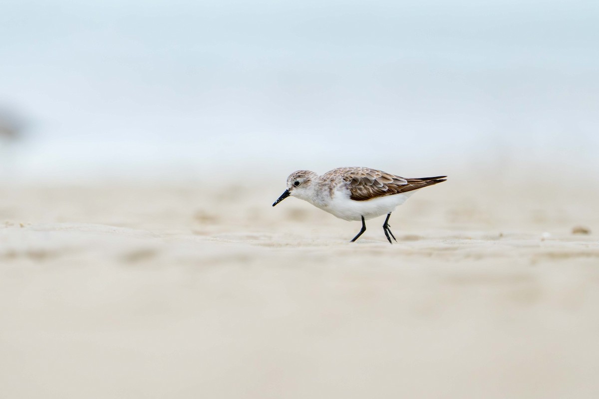 紅胸濱鷸 - ML646718607