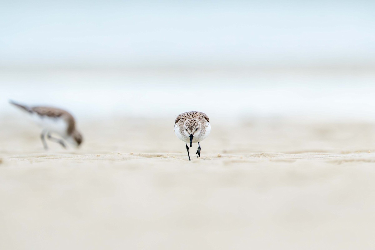 紅胸濱鷸 - ML646718608