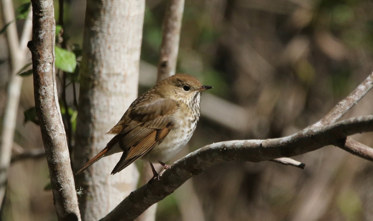 Дрізд-короткодзьоб плямистоволий - ML646718609