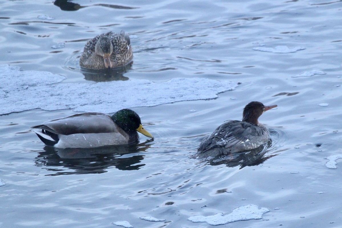 綠頭鴨 - ML646718610