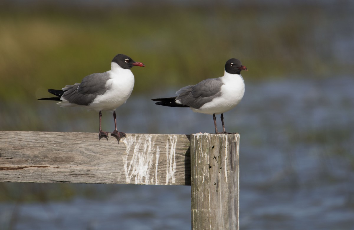 שחף צוחק - ML646718611