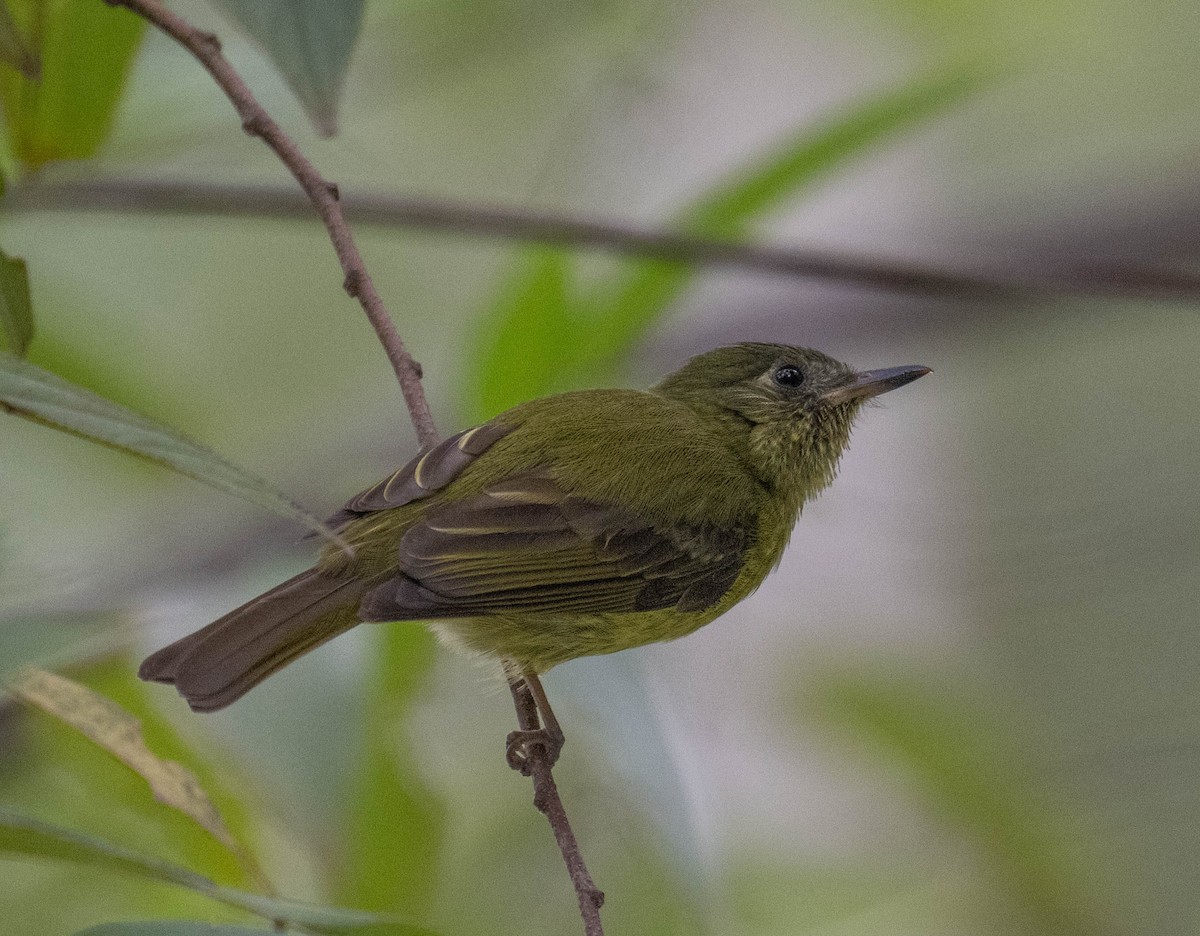 Тиранчик-мухолюб зелений - ML646718614