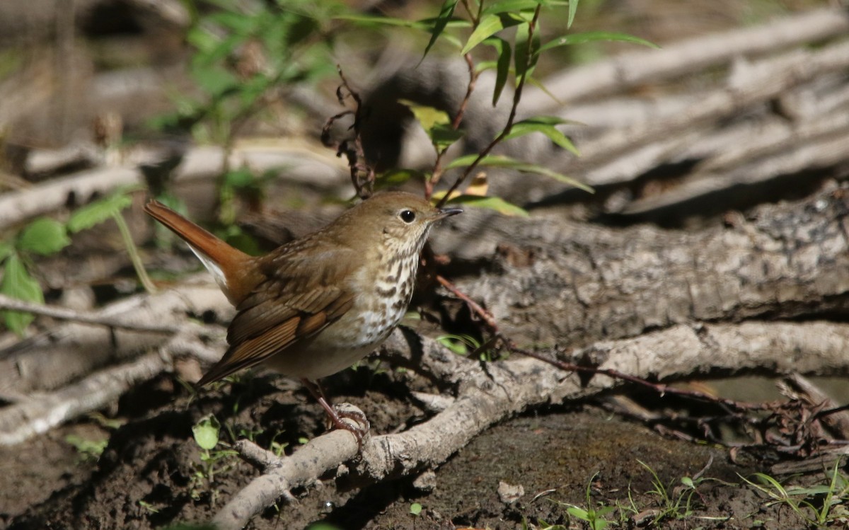 Дрізд-короткодзьоб плямистоволий - ML646718617