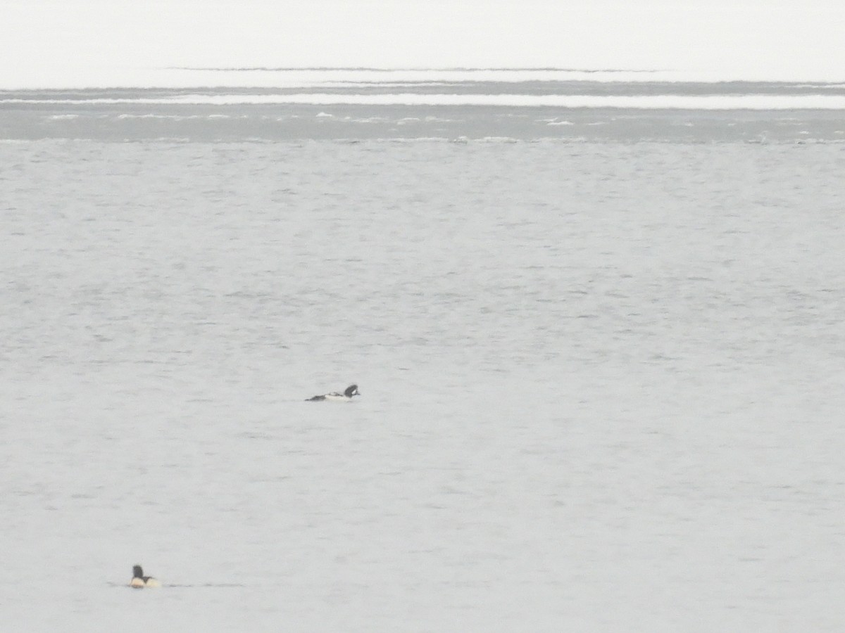 Barrow's Goldeneye - ML646718620