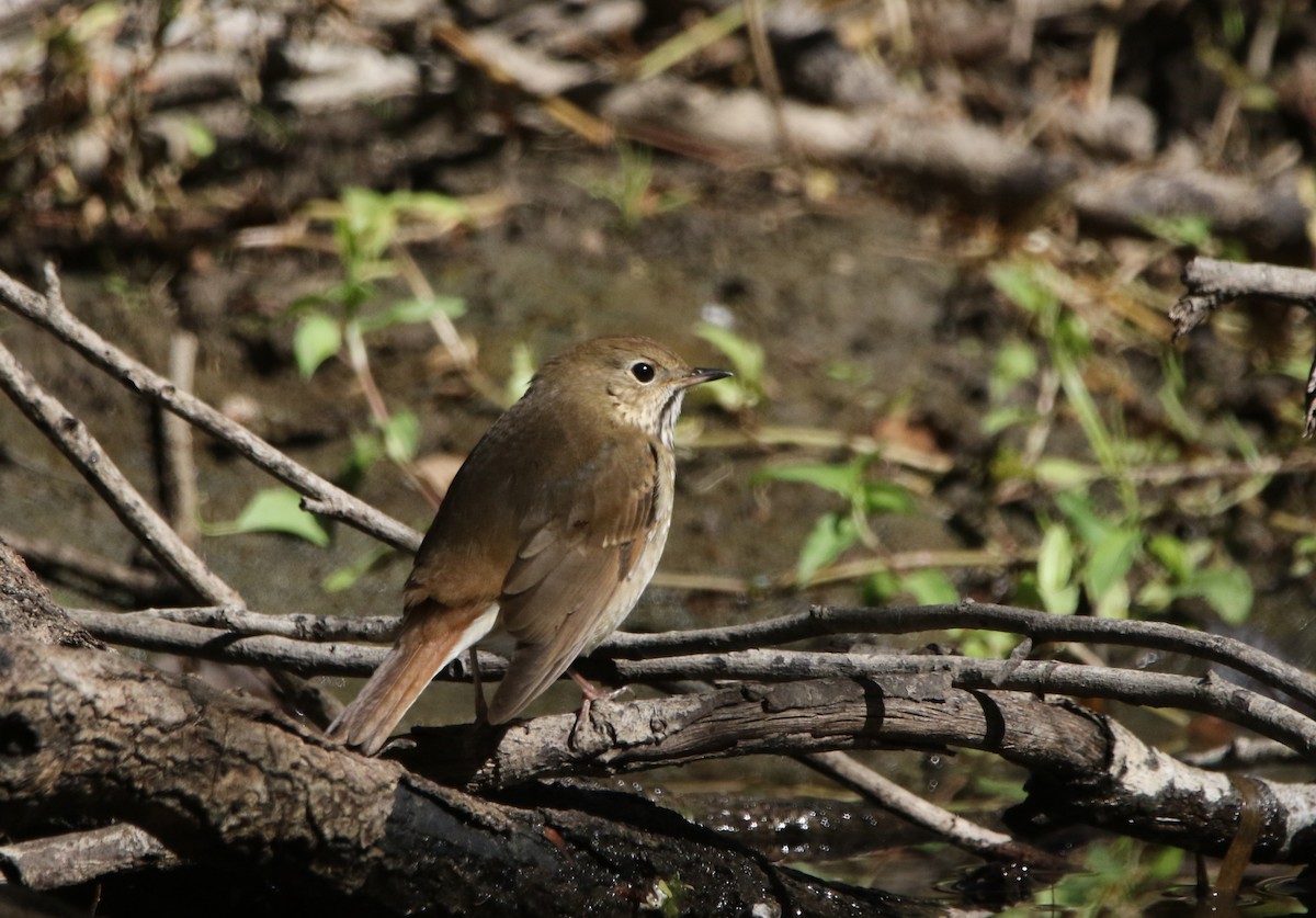 Дрізд-короткодзьоб плямистоволий - ML646718622