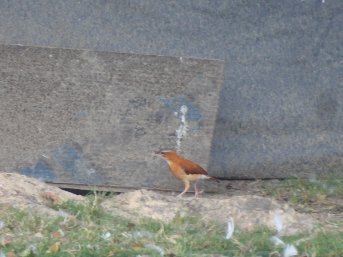 Caribbean Hornero - ML646718623