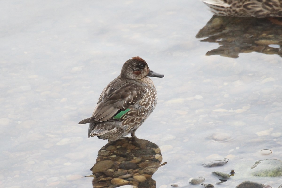 小水鴨(carolinensis) - ML646718624