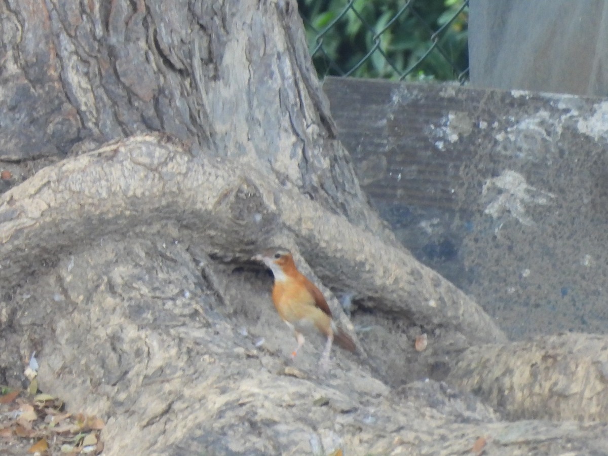 Caribbean Hornero - ML646718625