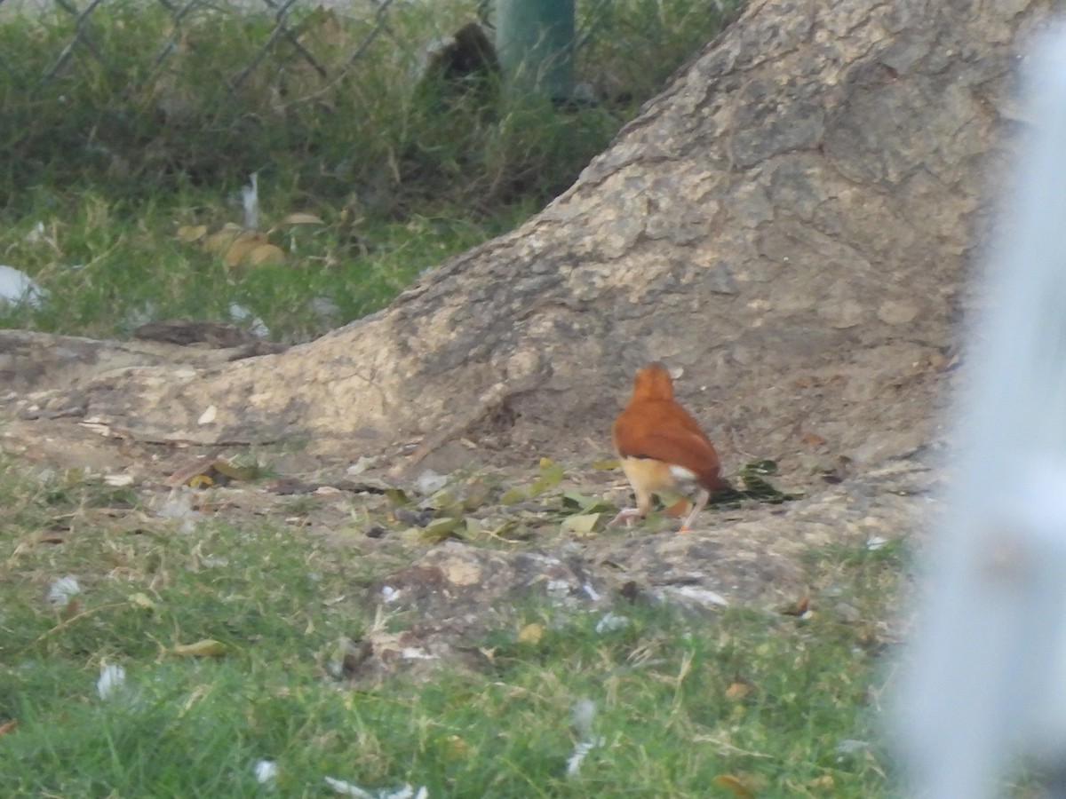 Caribbean Hornero - ML646718626