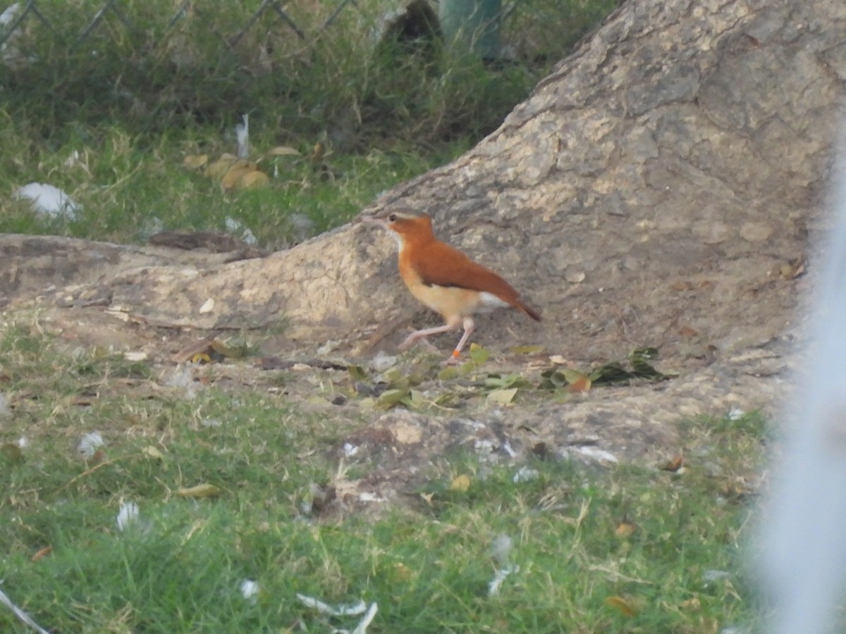 Caribbean Hornero - ML646718627