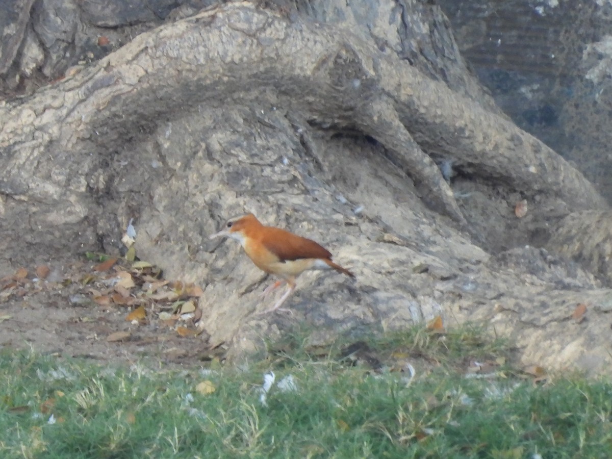 Caribbean Hornero - ML646718628