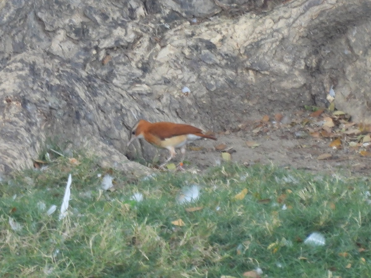 Caribbean Hornero - ML646718629