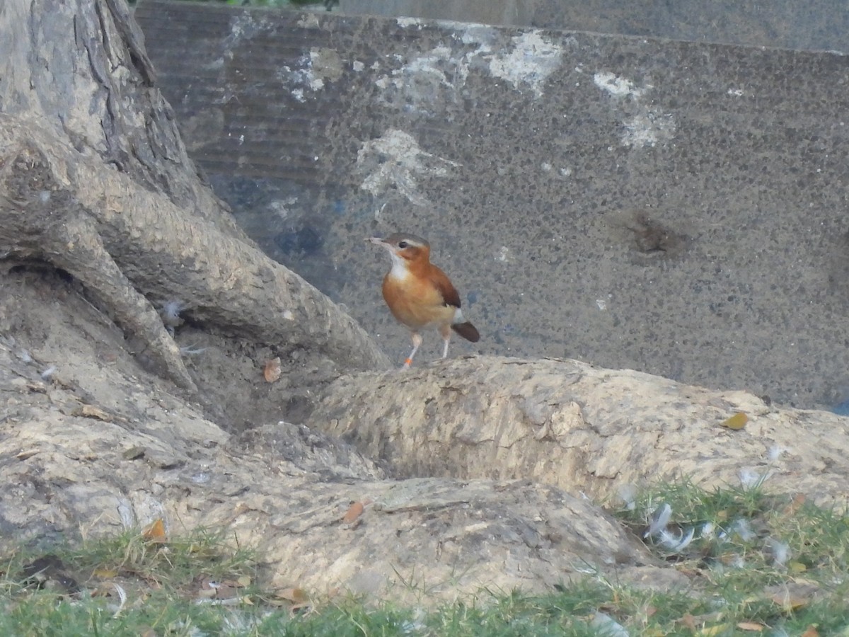 Caribbean Hornero - ML646718630