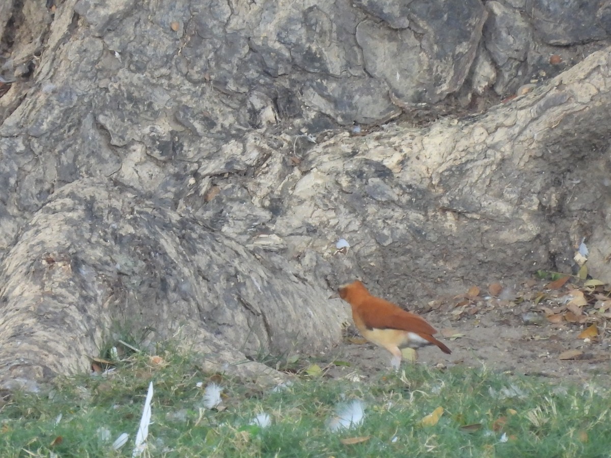 Caribbean Hornero - ML646718631