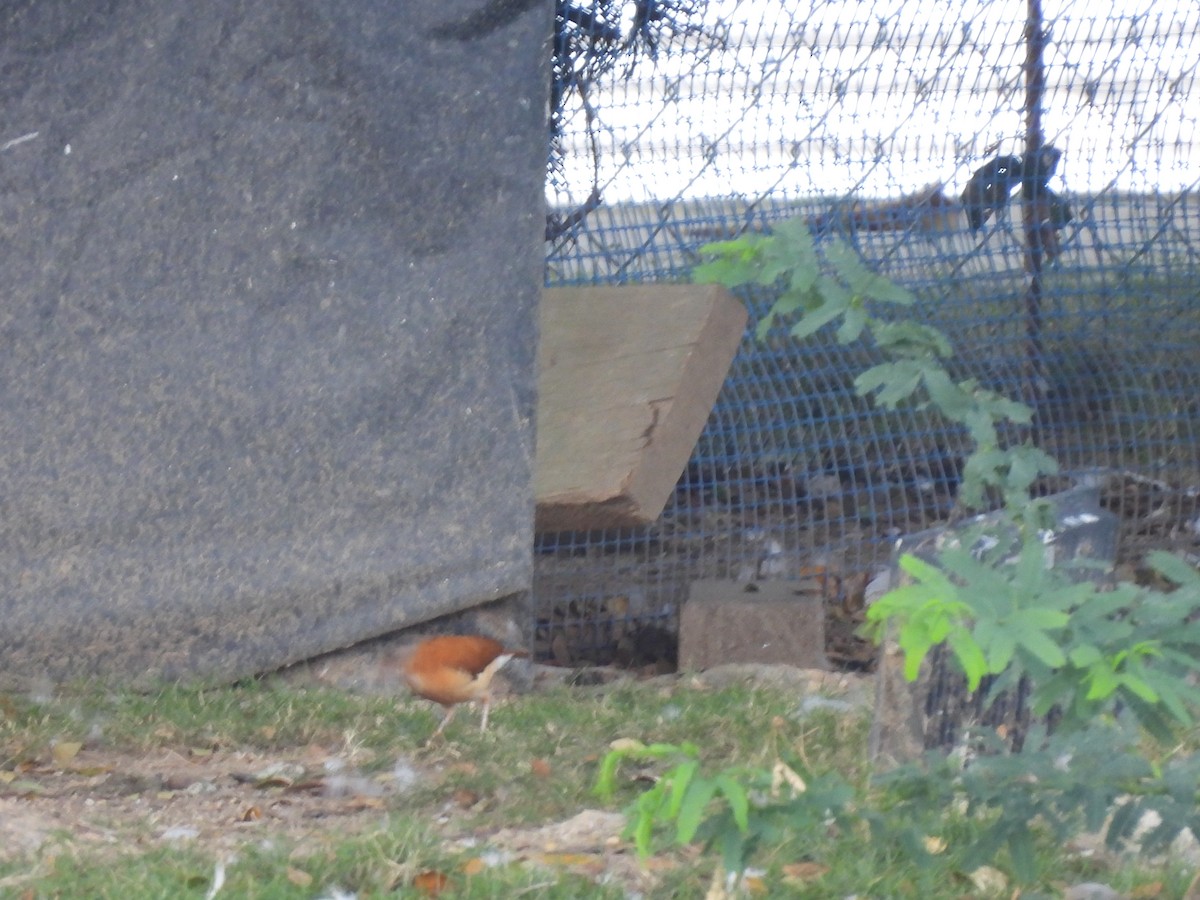 Caribbean Hornero - ML646718632