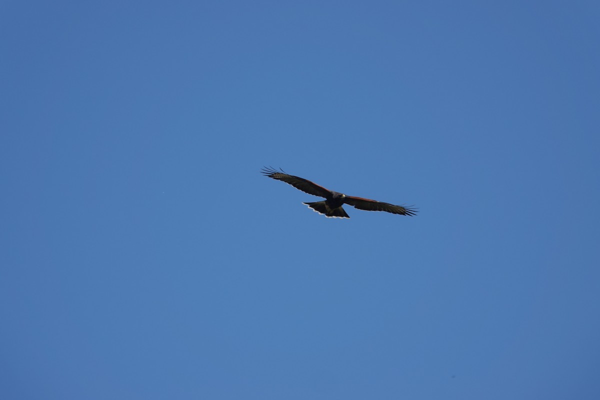 Poiana di Harris - ML646718634