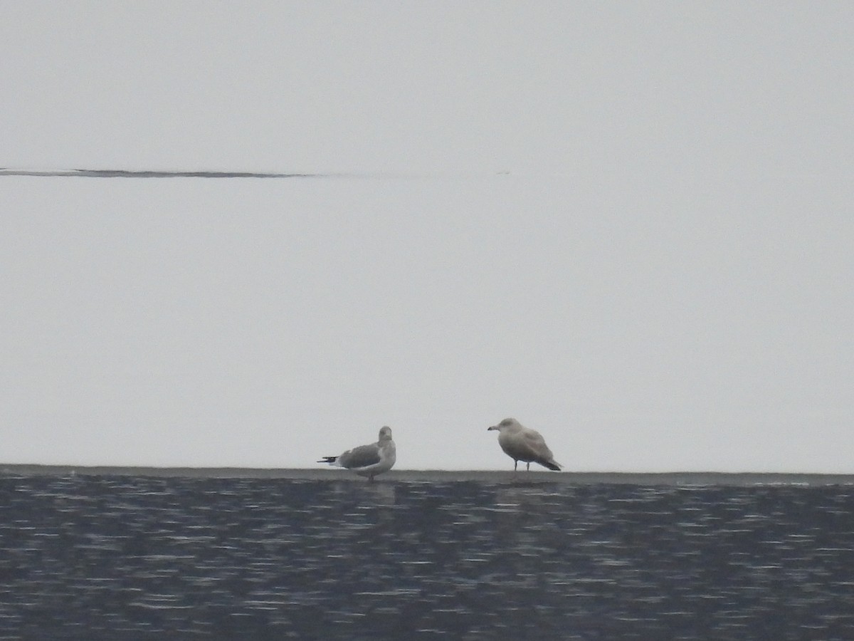 Ipar-kaioa - ML646718640