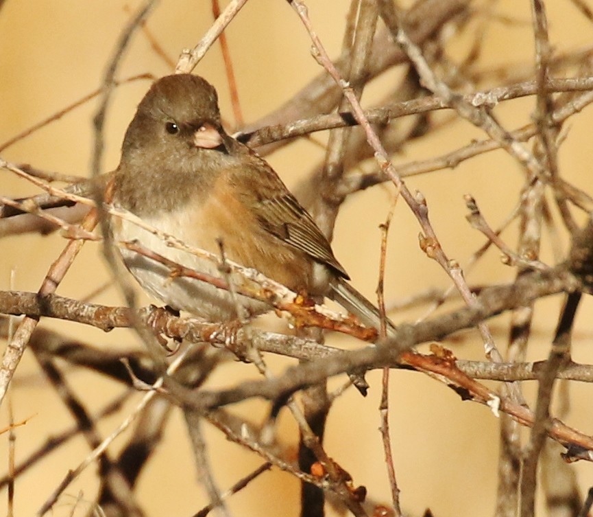 Dark-eyed Junco (Oregon) - ML646718641