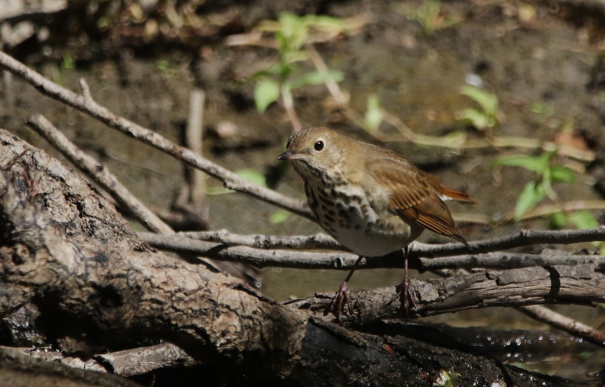 Дрізд-короткодзьоб плямистоволий - ML646718642