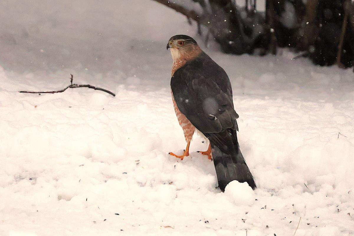 Cooper's Hawk - ML646718645