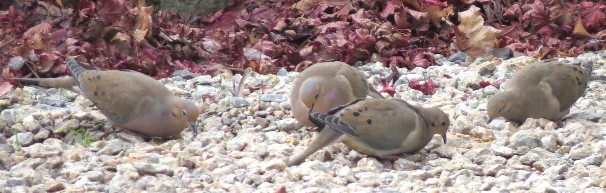 Mourning Dove - ML646718647