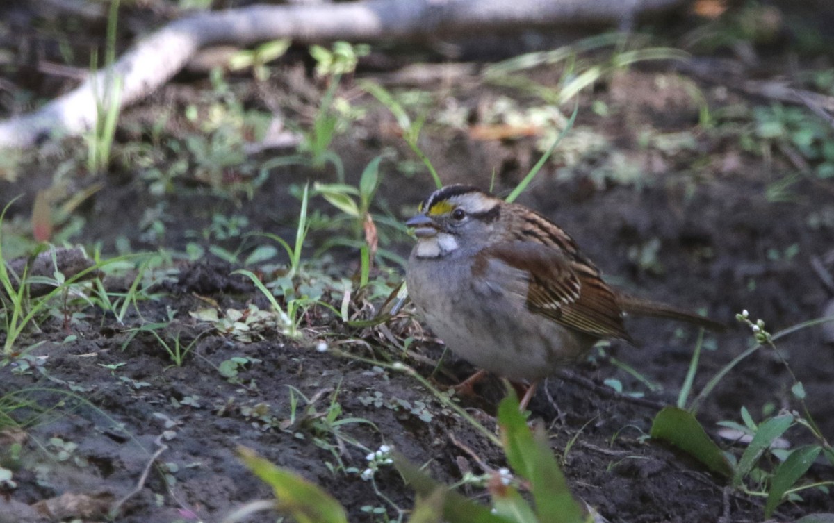 Бруант білогорлий - ML646718648