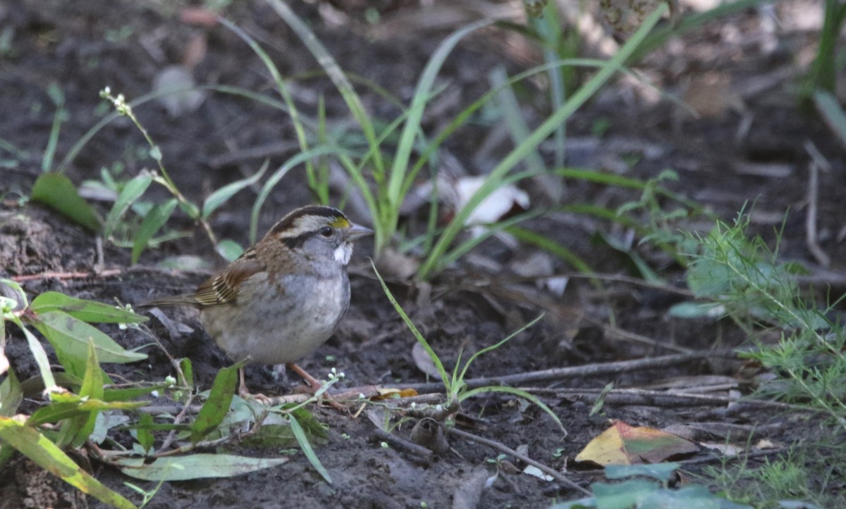 Бруант білогорлий - ML646718654
