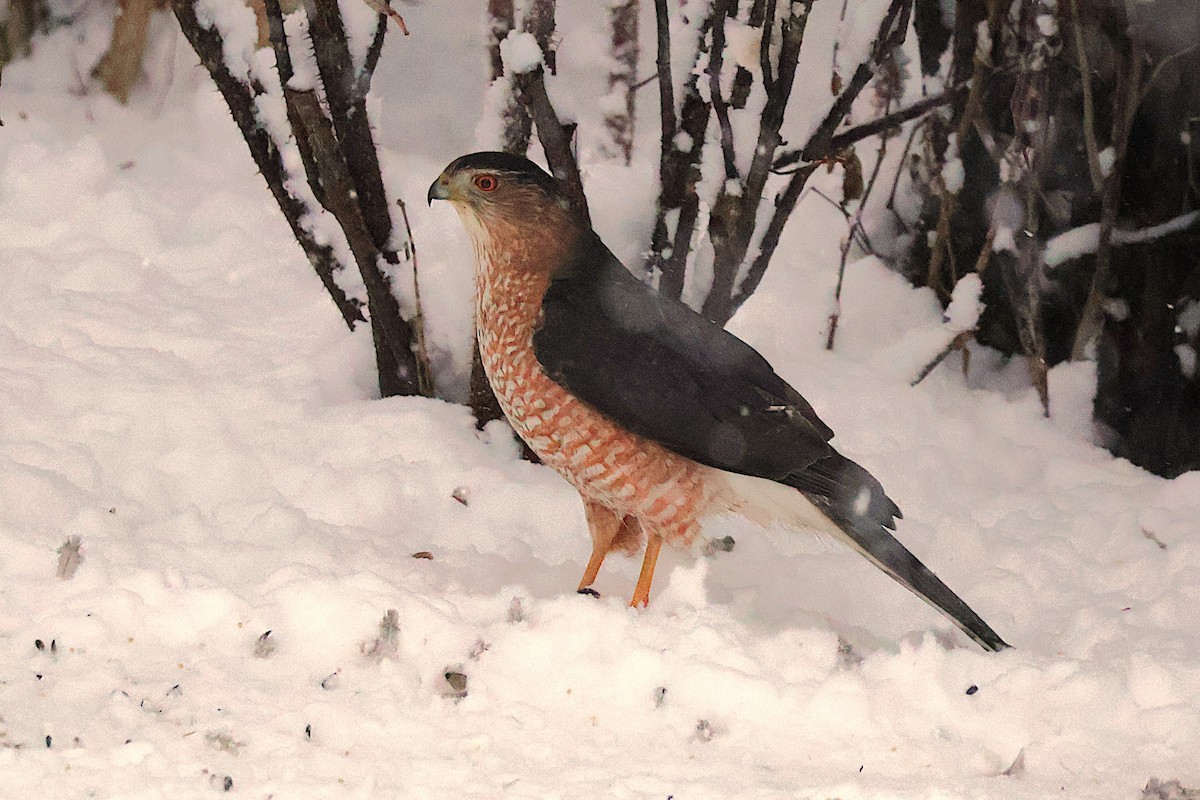 Cooper's Hawk - ML646718655