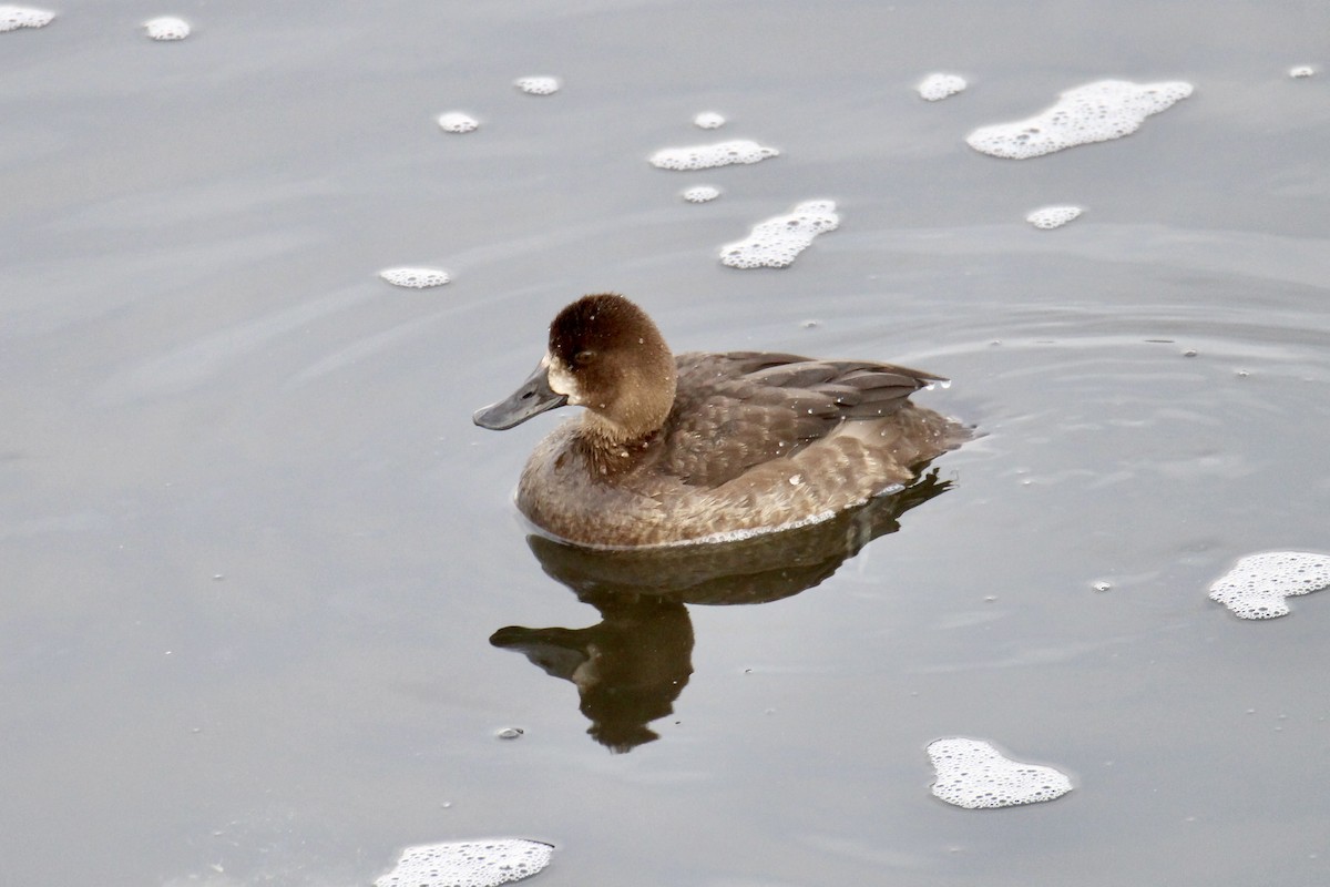 小斑背潛鴨 - ML646718656