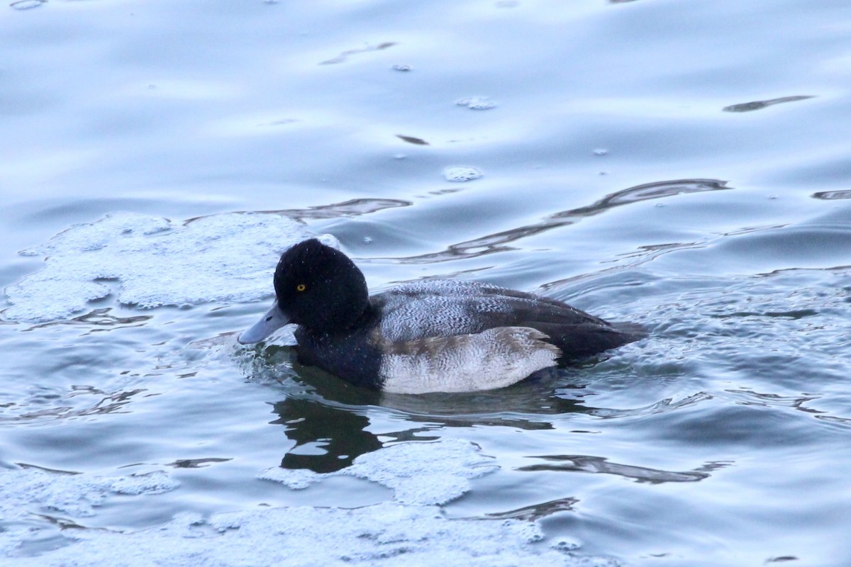 小斑背潛鴨 - ML646718657