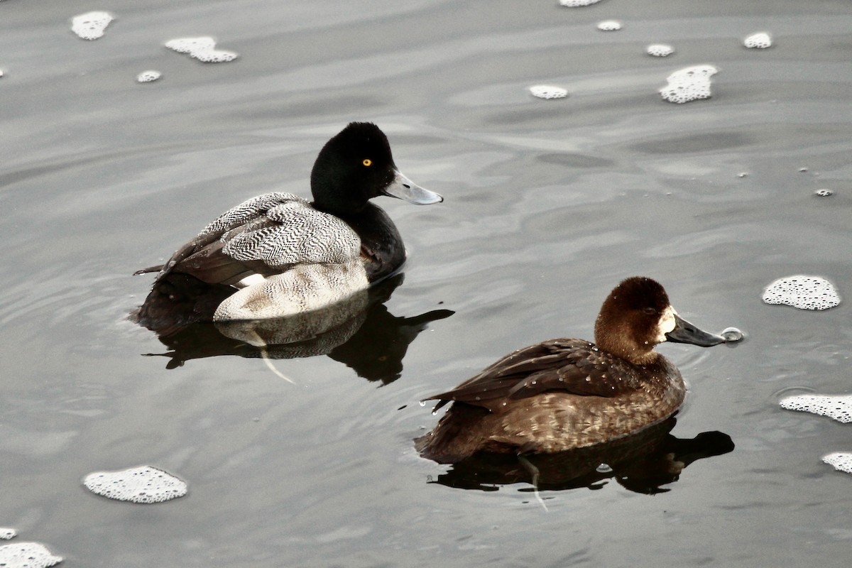 小斑背潛鴨 - ML646718658