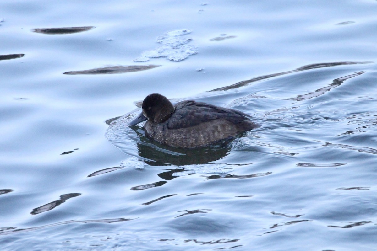 小斑背潛鴨 - ML646718659