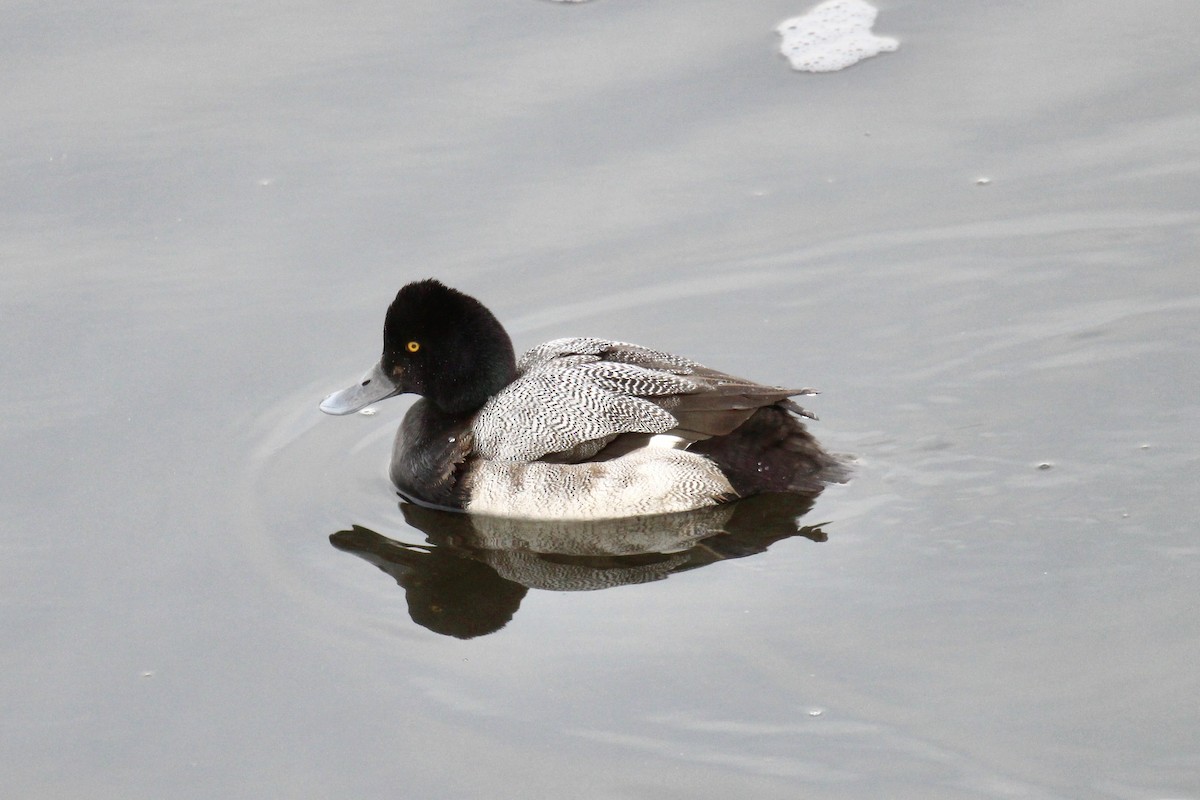 小斑背潛鴨 - ML646718660
