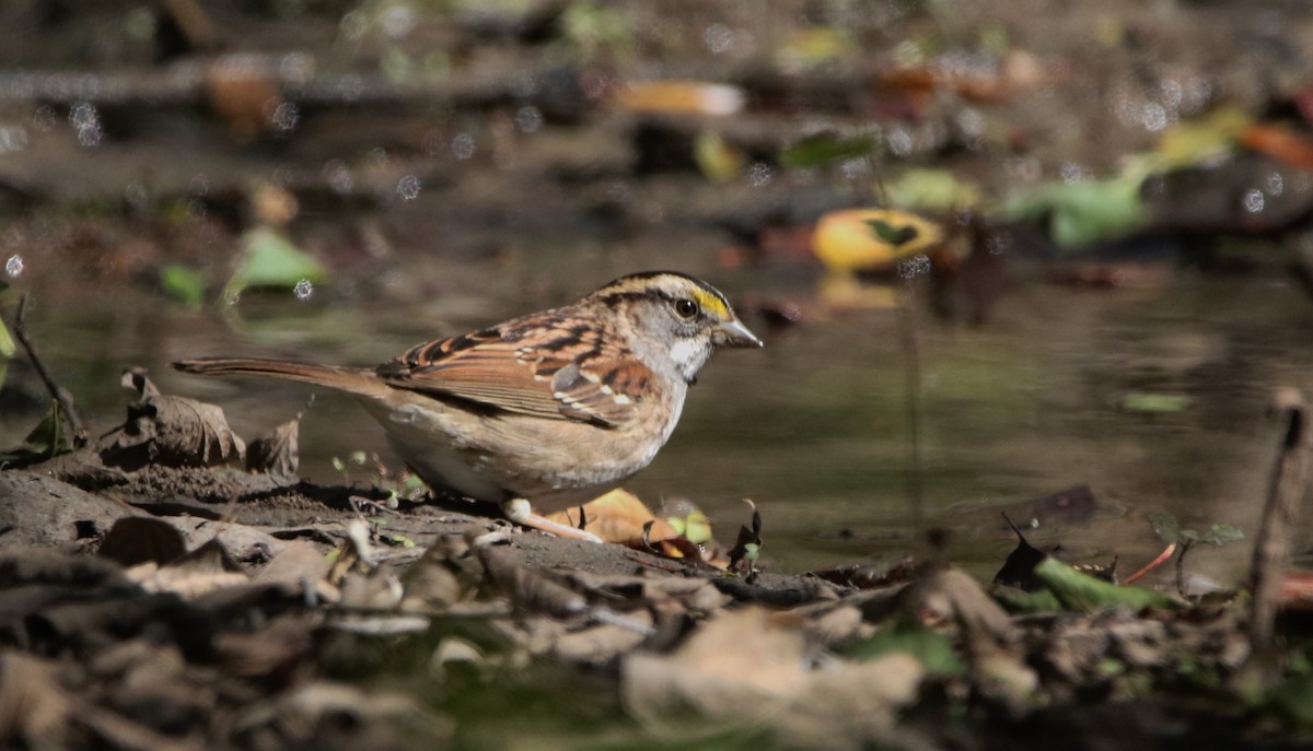 Бруант білогорлий - ML646718661