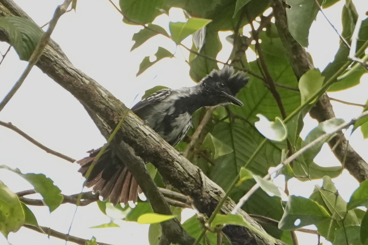 Black-crested Antshrike (Black-crested) - ML646718667