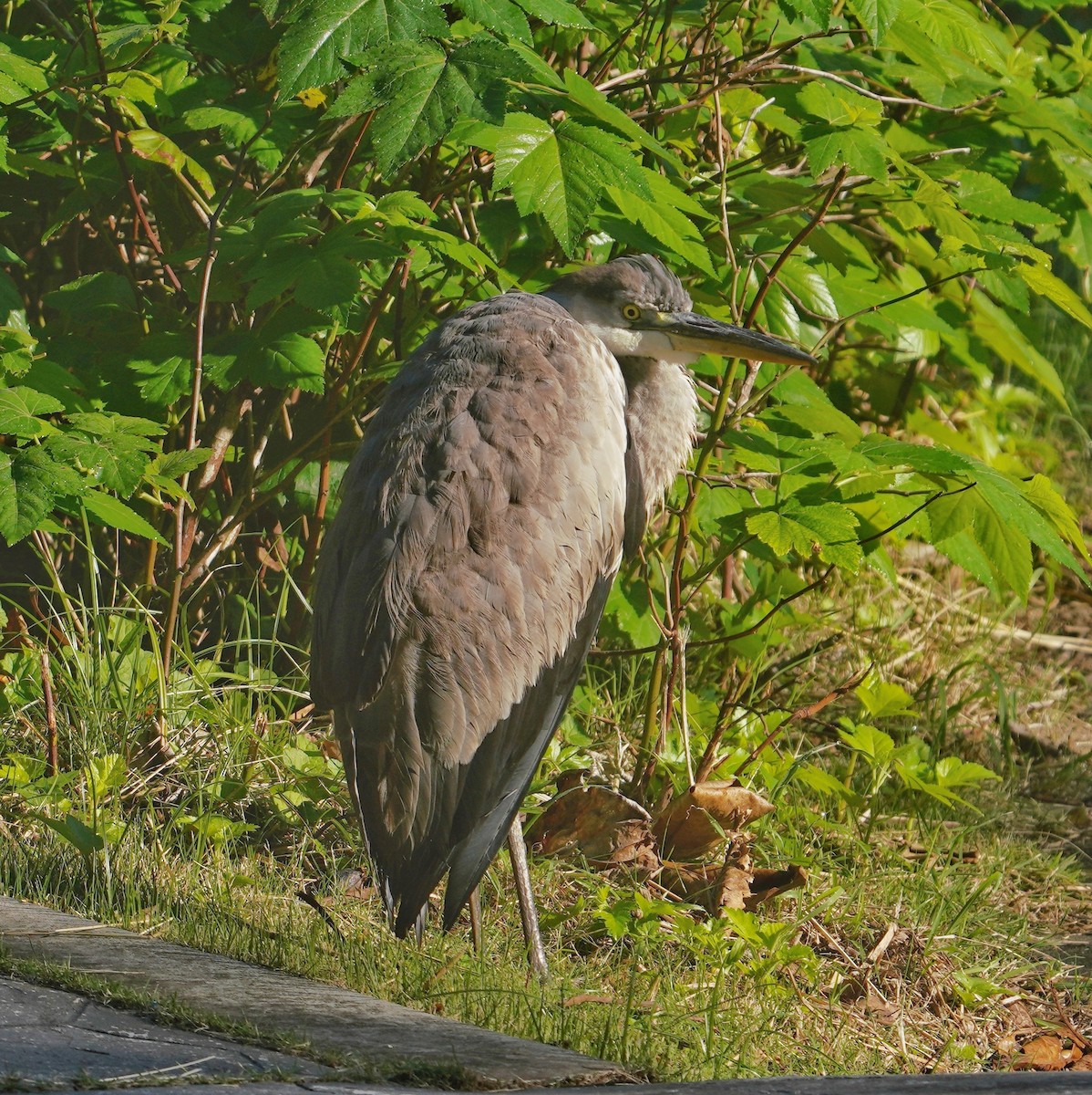 Gray Heron - ML646718669