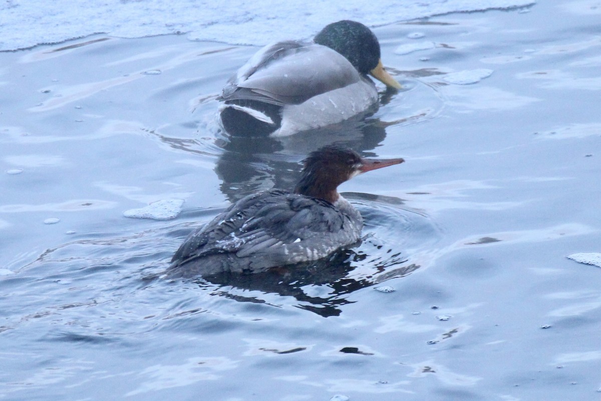 カワアイサ（americanus） - ML646718671