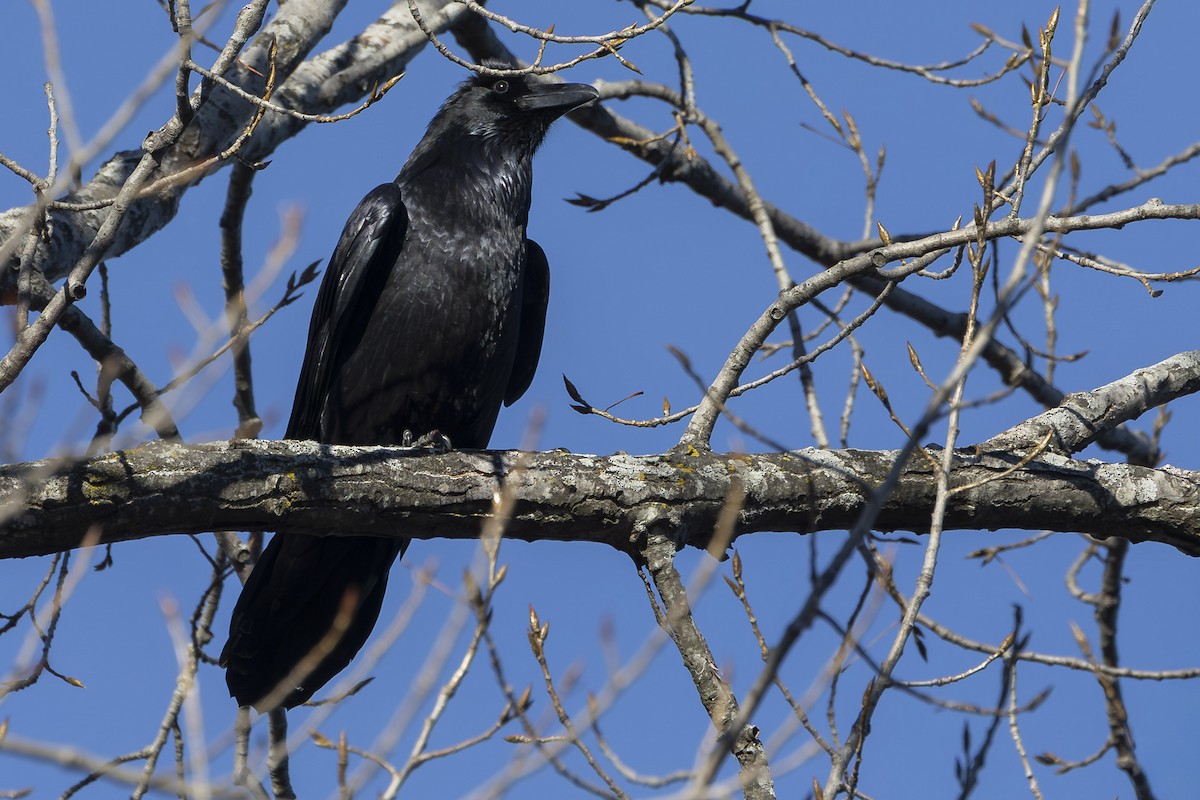 krkavec velký - ML646718672