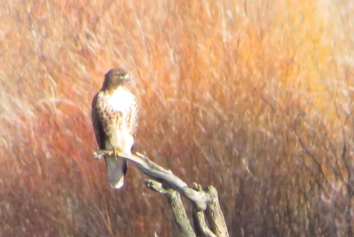 アカオノスリ - ML646718673