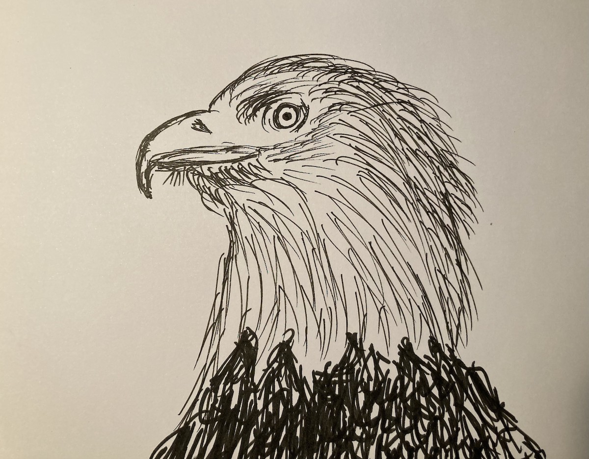 ハクトウワシ - ML646718674