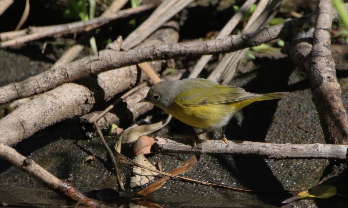 ズアカアメリカムシクイ - ML646718675