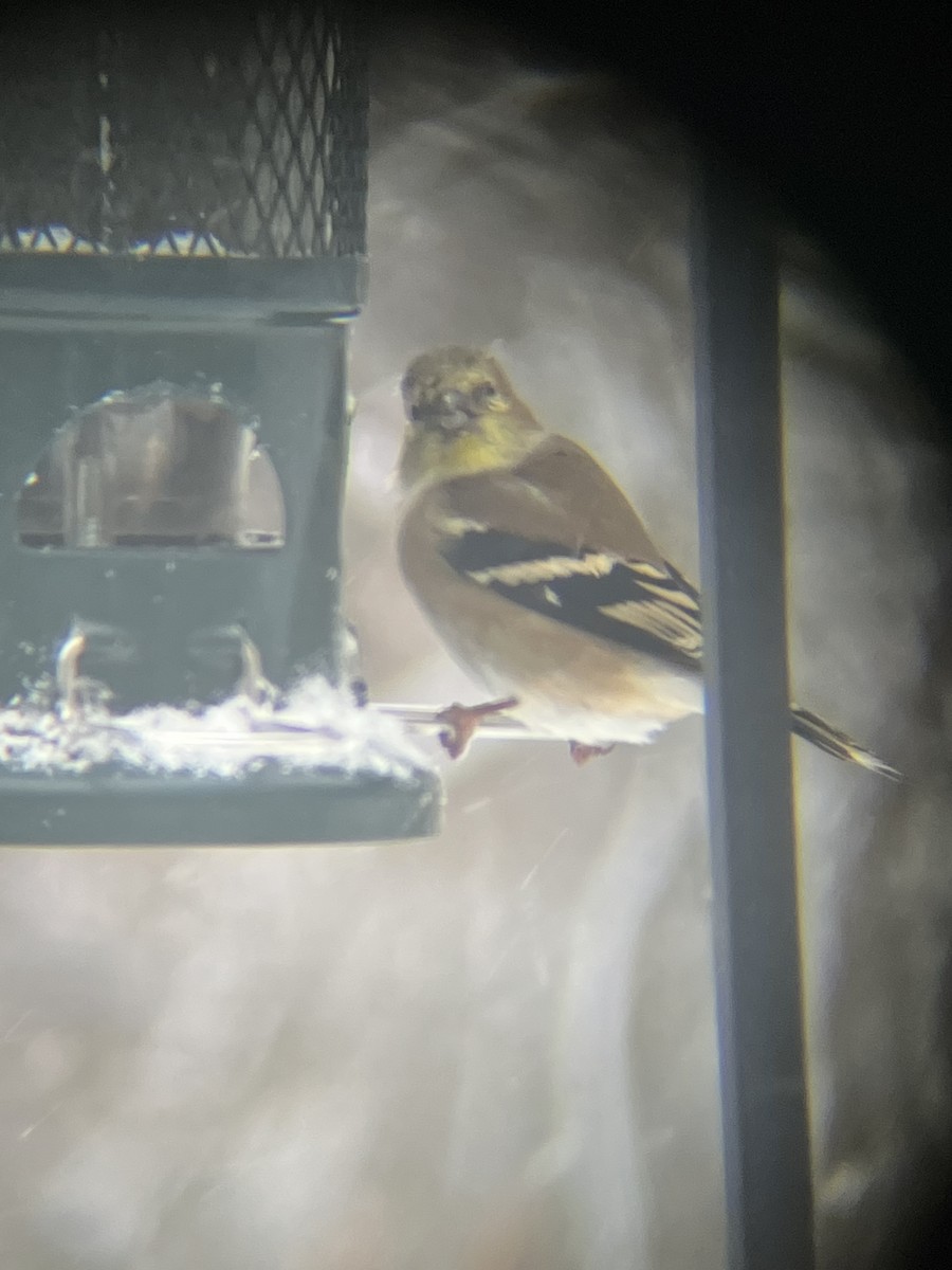 オウゴンヒワ - ML646718676