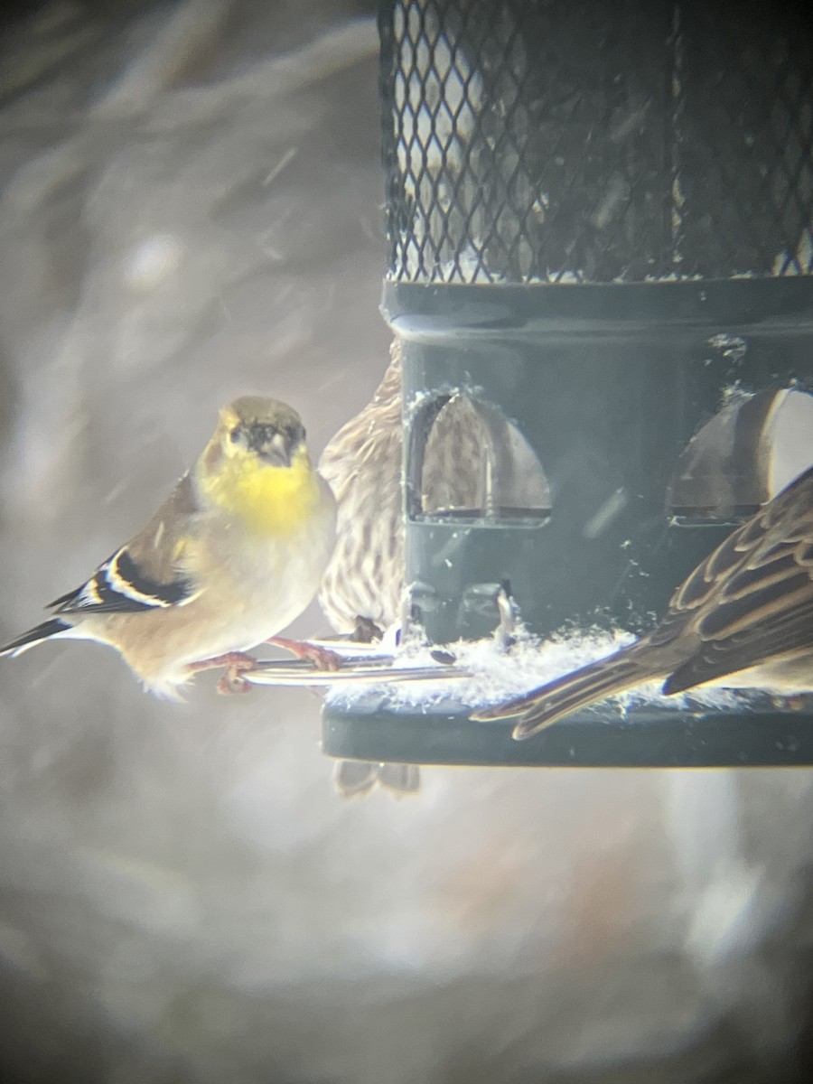 オウゴンヒワ - ML646718677