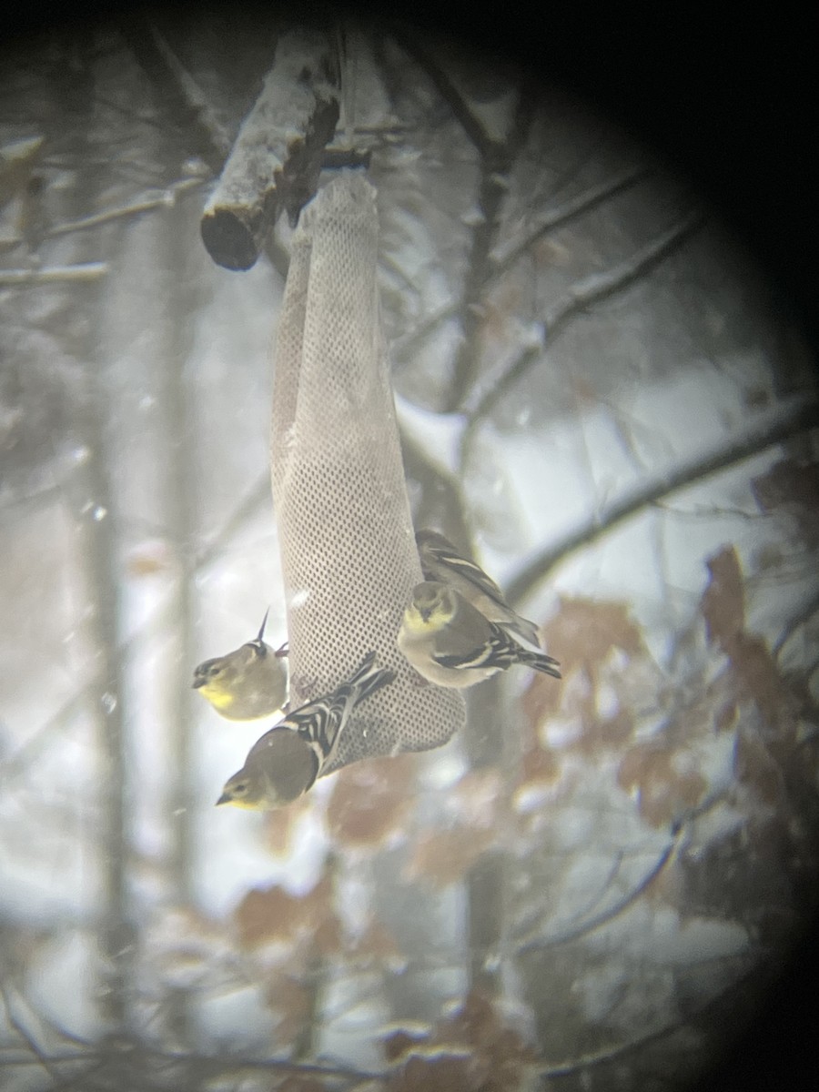 オウゴンヒワ - ML646718679